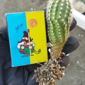 Echinocereus pectinatus ssp. rutowiorum (Cumbres de Majalca, Chih, Mex) -3