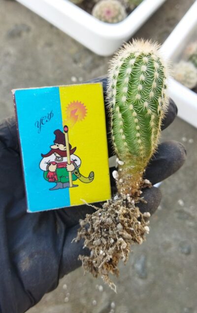 Echinocereus pectinatus ssp. rutowiorum (Cumbres de Majalca, Chih, Mex) -3