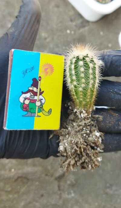 Echinocereus reichenbachii v. oklahomensis HK1844 Koehres - Зображення 2