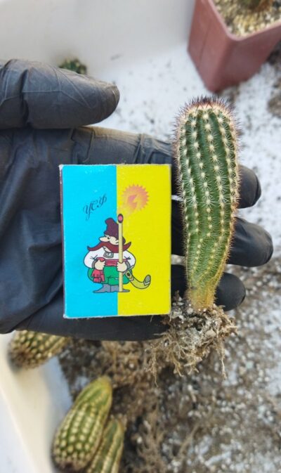 Echinocereus reichenbachii v. minor Koehres - Зображення 2
