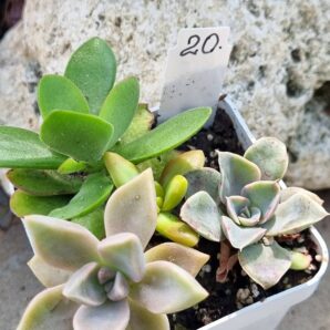Набір сукулентів (Echeveria) №20