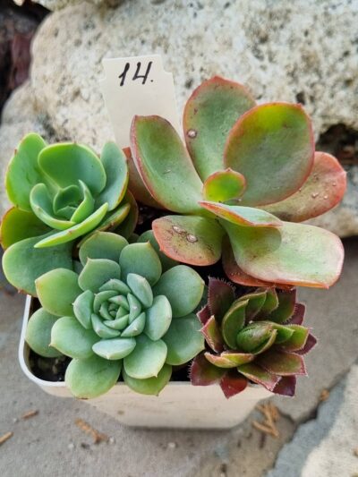 Набір сукулентів (Echeveria) №14