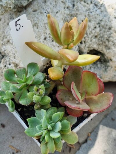Набір сукулентів (Echeveria) №5