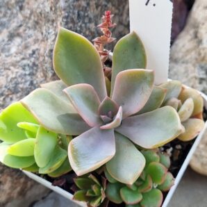 Набір сукулентів (Echeveria) №4
