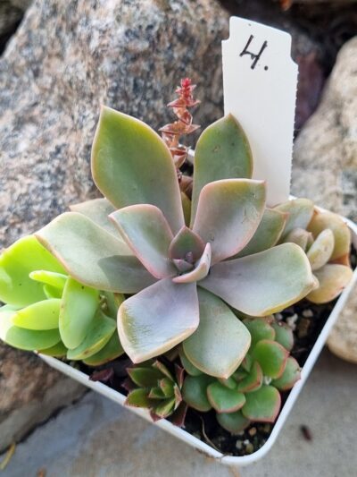 Набір сукулентів (Echeveria) №4