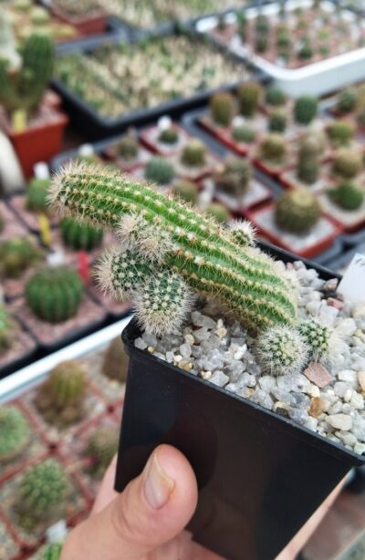 Chamaecereus hybrid Pan17.8.109 Prince. Доросла рослина. - Зображення 3