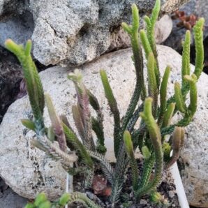 Crassula licopodioides