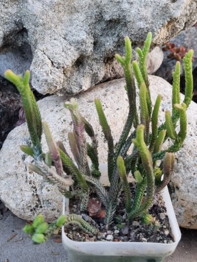 Crassula licopodioides