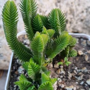 Crassula muscosa Big Form