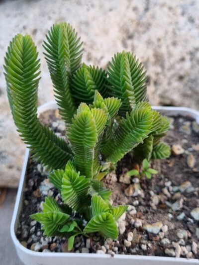 Crassula muscosa Big Form