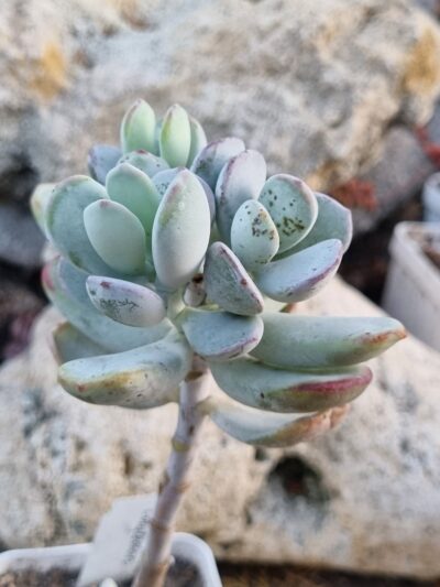 Cotyledon - Зображення 2