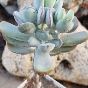 Cotyledon