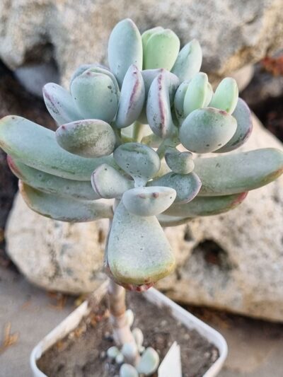 Cotyledon