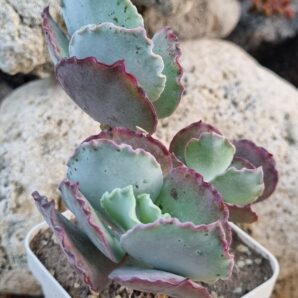 Cotyledon undulata cv Red