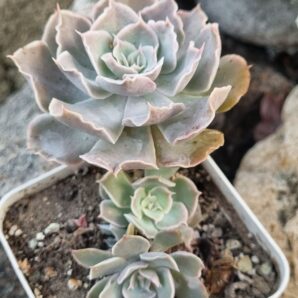 Echeveria Shaviana Mexican Hens