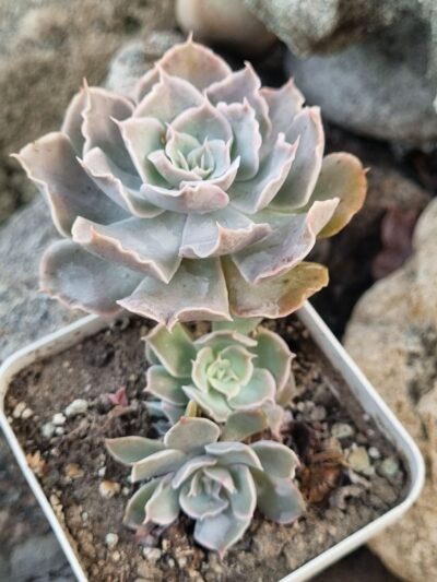 Echeveria Shaviana Mexican Hens