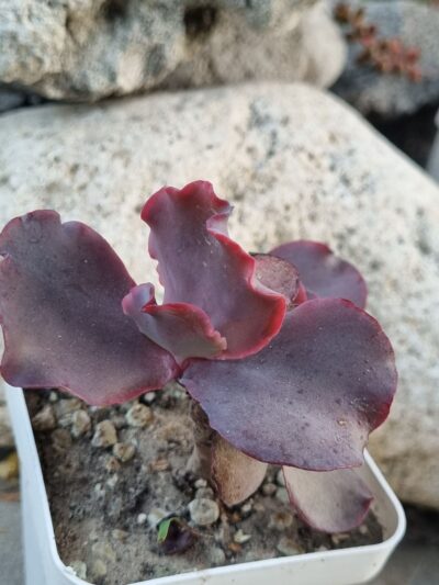Echeveria Silveron Red