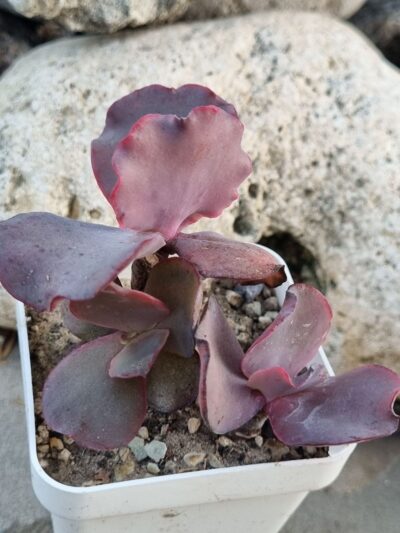 Echeveria Silveron Red - Зображення 2