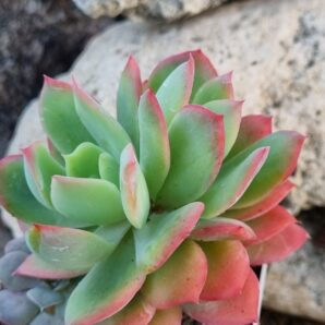 Echeveria Luella