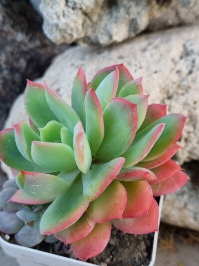Echeveria Luella
