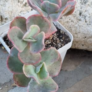 Echeveria Wild Butterfiely