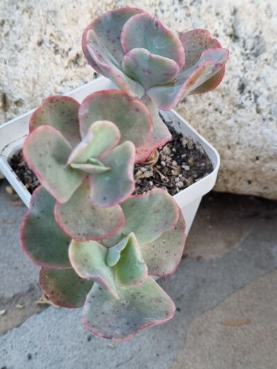 Echeveria Wild Butterfiely
