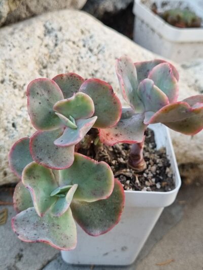 Echeveria Wild Butterfiely - Зображення 2