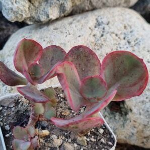 Echeveria Kissing