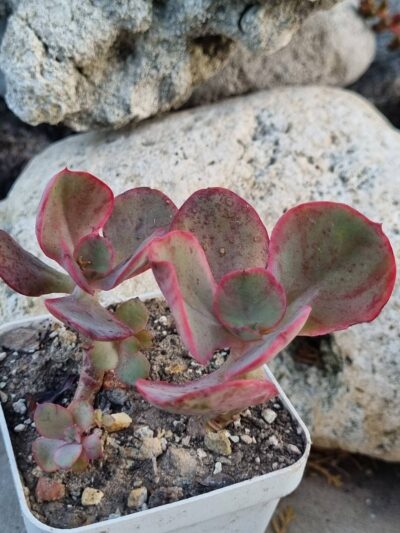 Echeveria Kissing