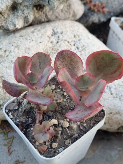 Echeveria Kissing - Зображення 2