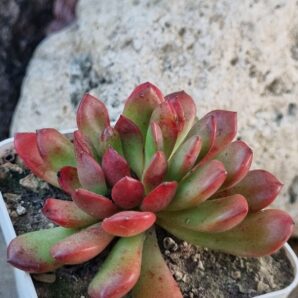 Echeveria Pink Ruby
