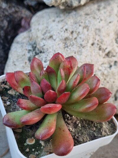 Echeveria Pink Ruby