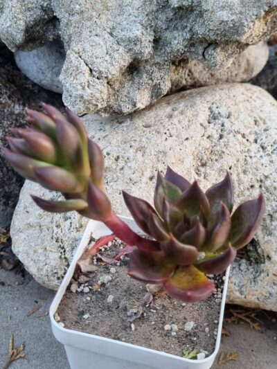 Echeveria Black Prince - Зображення 2