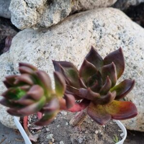 Echeveria Black Prince