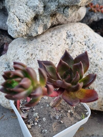 Echeveria Black Prince