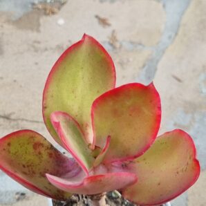 Echeveria Red Finkle