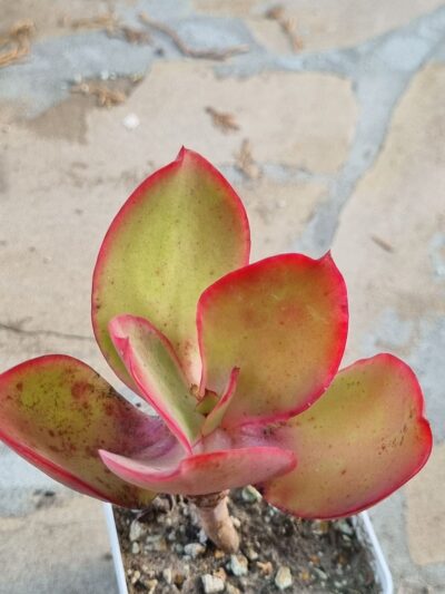 Echeveria Red Finkle