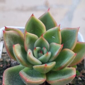 Echeveria agavoides Mira