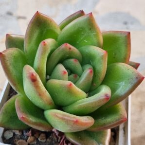 Echeveria agavoides Red Tip
