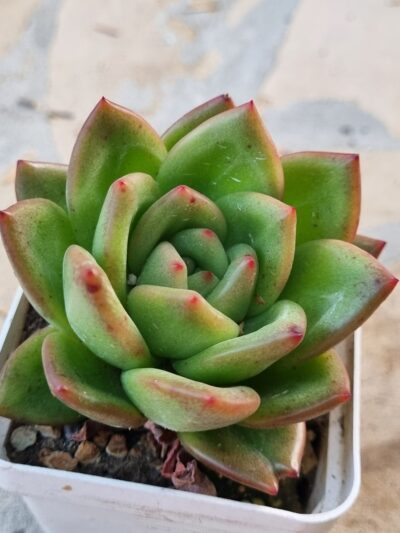 Echeveria agavoides Red Tip