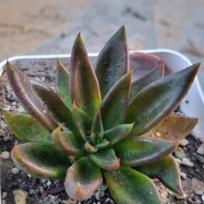 Echeveria Lutea