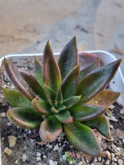 Echeveria Lutea