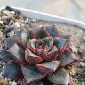 Echeveria purpusorum Red