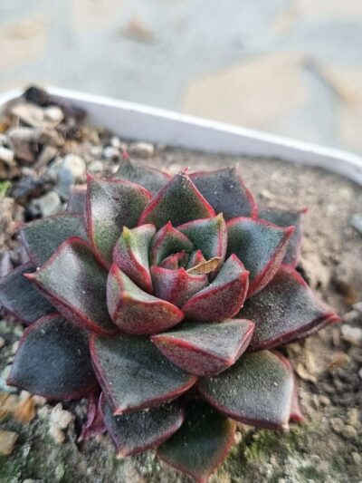 Echeveria purpusorum Red