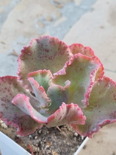 Echeveria Cleopatra - Зображення 2