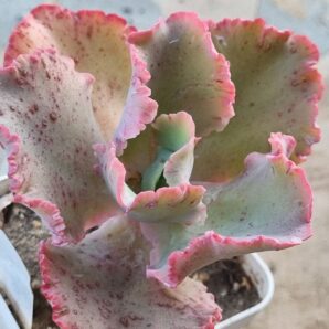 Echeveria Cleopatra