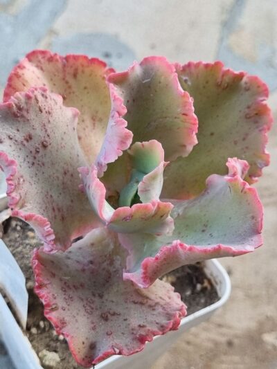 Echeveria Cleopatra