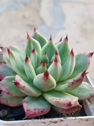 Echeveria Cuspidata x Ebony - Зображення 2