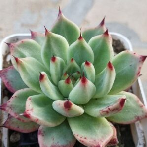 Echeveria Cuspidata x Ebony