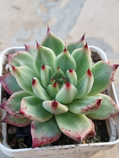 Echeveria Cuspidata x Ebony